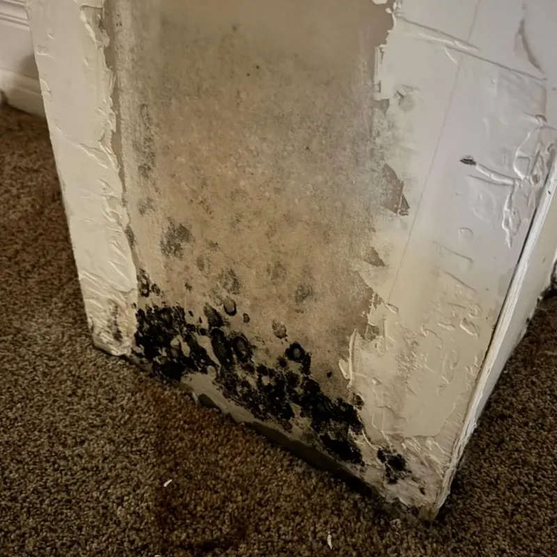 Professional Mold Removal in Shady Hills, FL